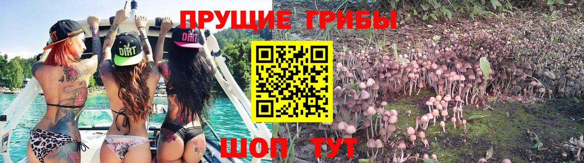 Гурьевск  Псилоцибиновые грибы ЛСД  Галлюциногенные грибы Psilocybe  Вход с VPN 